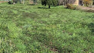 Terreno em Vila Nova de Poiares · 1356 m² · 25 000 €