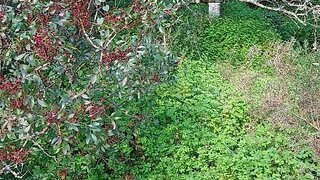 Land for sale in São Brás de Alportel, Portugal — €25,000