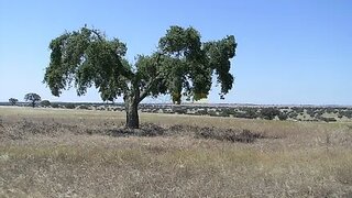 Land for sale in Reguengos de Monsaraz, Portugal — €75,000