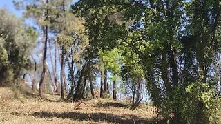 Terreno de 1500 m² em Coimbra