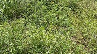 Land for sale in Rio Maior, Portugal — €52,500