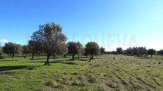 Land for sale in Reguengos de Monsaraz, Portugal — €69,000