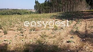 Land for sale in Lourinhã, Portugal — €18,000