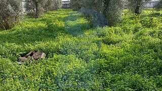 Land for sale in Águeda, Portugal — €49,000