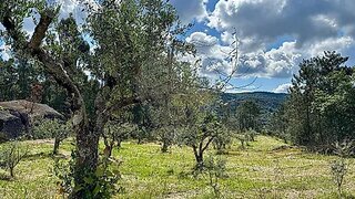 Land for sale in Aguiar da Beira, Portugal — €26,000