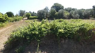 Land for sale in Tomar, Portugal — €15,000