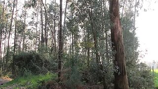Land for sale in Oliveira de Azeméis, Portugal — €120,000