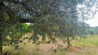 Terreno de 1400 m² em Castelo Branco