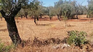 Land for sale in Loulé, Portugal — €40,000
