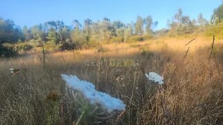 Land for sale in Castelo Branco, Portugal — €8,000
