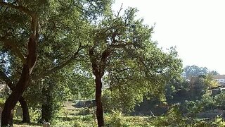 Land for sale in Santa Maria da Feira, Portugal — €35,000