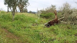Land for sale in Alvaiázere, Portugal — €9,000