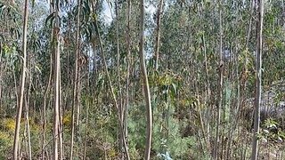 Land for sale in Tondela, Portugal — €40,000