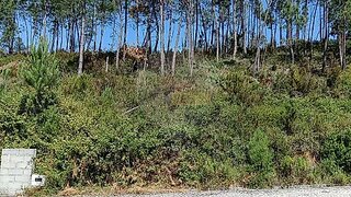 Land for sale in Pombal, Portugal — €39,900
