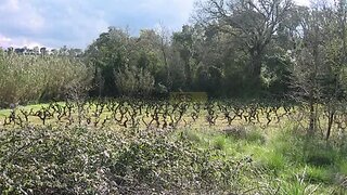 Land for sale in Tomar, Portugal — €30,000