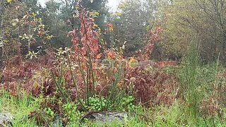 Land for sale in Mangualde, Portugal — €15,000