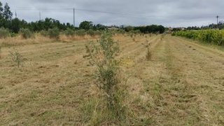 Terreno em Soure