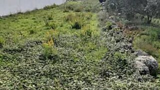 Land for sale in Alcobaça, Portugal — €25,000