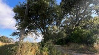 Terreno em Alcobaça · 4900 m² · 25 000 €