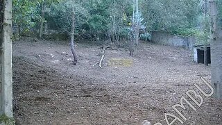 Land for sale in Caminha, Portugal — €30,000