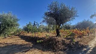 Land for sale in Fundão, Portugal — €35,000
