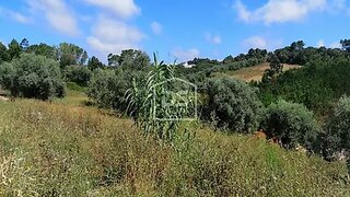Land for sale in Leiria, Portugal — €55,000