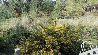 Land for sale in Alcobaça, Portugal — €100,000