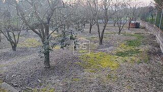 Land for sale in Carregal do Sal, Portugal — €75,000