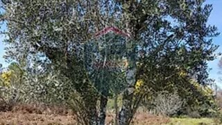 Land for sale in Mangualde, Portugal — €45,000