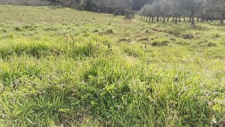 Terreno em Mirandela