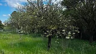 Terreno para venda em Salvaterra de Magos, Portugal — 260 000 €