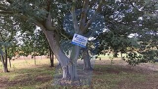 Land for sale in Anadia, Portugal — €37,000