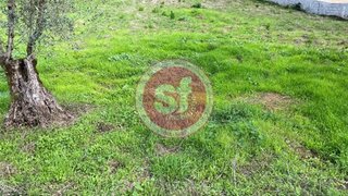 Land for sale in Anadia, Portugal — €45,000