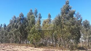 Land for sale in Grândola, Portugal — €250,000