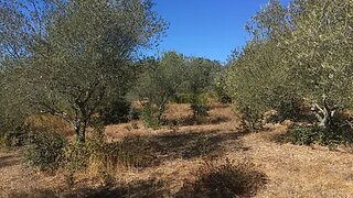 Land for sale in Sardoal, Portugal — €39,000