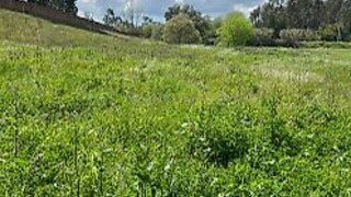 Terreno em Vendas Novas