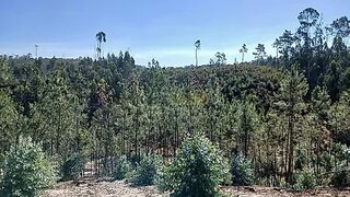 Land for sale in Ourém, Portugal — €6,000