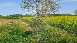 Terreno em Anadia