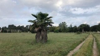 Terreno em Benavente