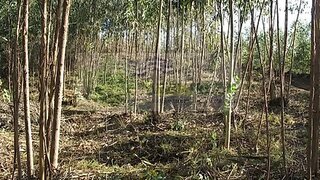 Land for sale in Sever do Vouga, Portugal — €35,000
