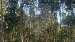 Terreno em Oliveira do Bairro