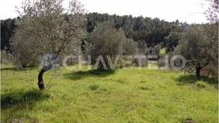 Land for sale in Tomar, Portugal — €35,000