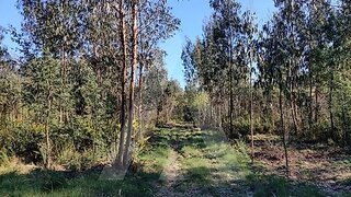 Land for sale in Albergaria-a-Velha, Portugal — €280,000