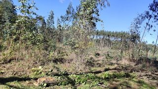 Terreno em Oliveira do Bairro