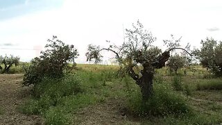Terreno em Reguengos de Monsaraz