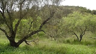Land for sale in Loulé, Portugal — €50,000