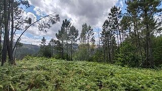 Terreno em Castro Daire