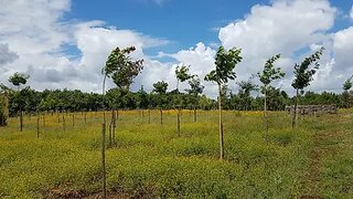 Land for sale in Anadia, Portugal — €21,500