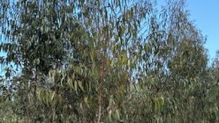 Land for sale in Rio Maior, Portugal — €70,000