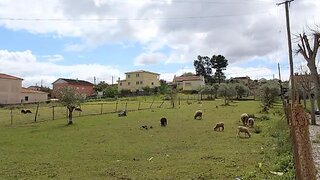 Land for sale in Leiria, Portugal — €75,000